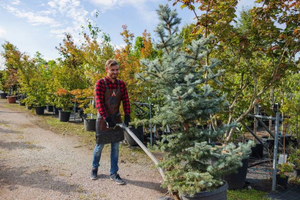 Best Tree Trimming Near Me  in Kilgore, TX